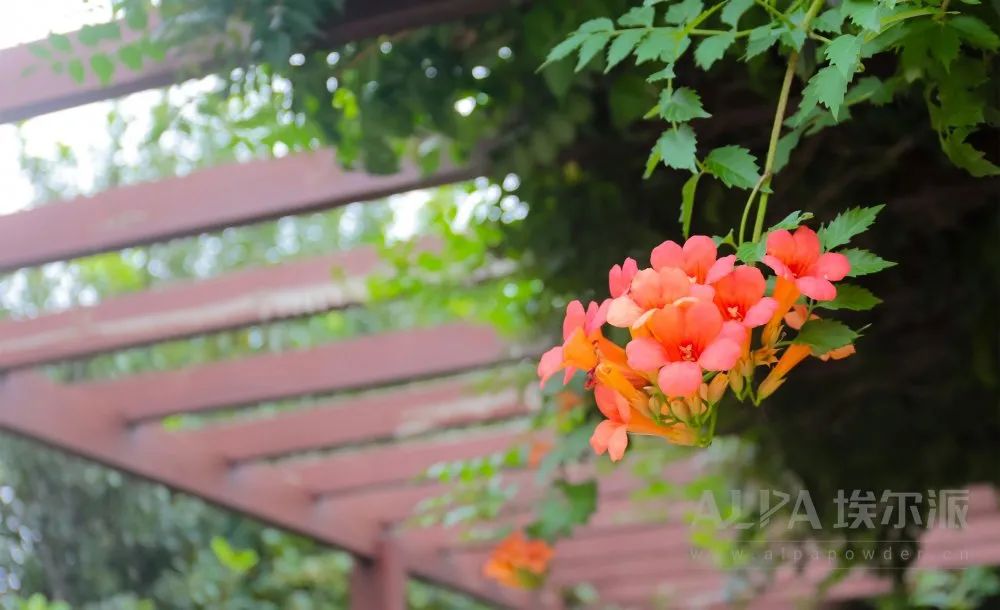 节气专辑｜埃尔派的夏至